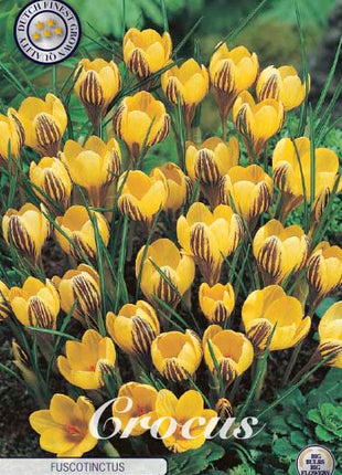 Crocus Chrysanthus 'Fuscotinctus' 10 kpl