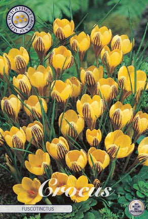 Bägarkrokus-Crocus Chrysanthus 'Fuscotinctus' 10-pack