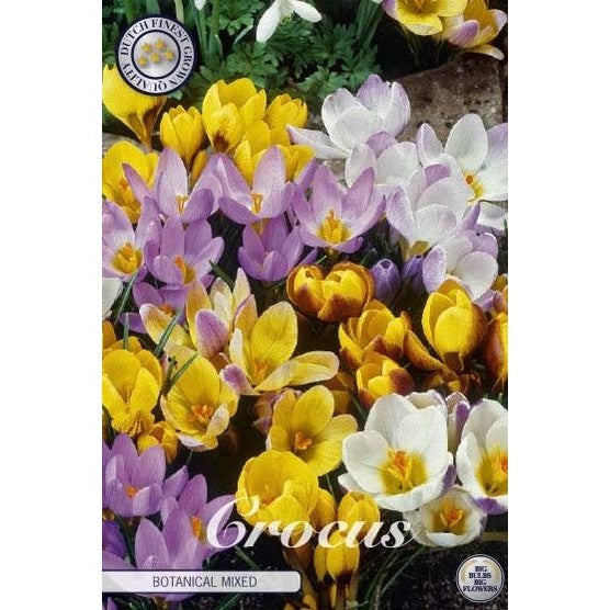 Krokus-Crocus Botanical 'Botanical Mixed 20-pack