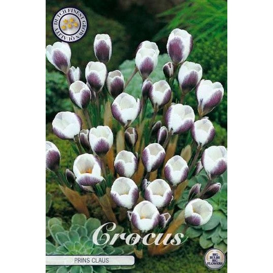 Bägarkrokus-Crocus Chrysanthus 'Prins Claus' 10-pack