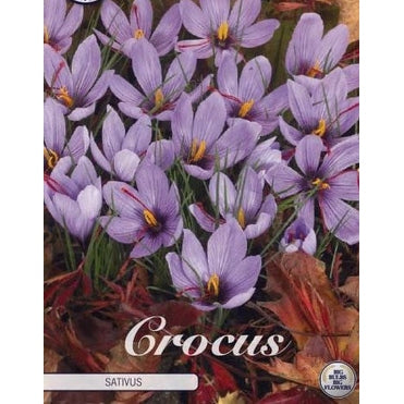 Krokus-Crocus botanical 'Sativus' 10-pack