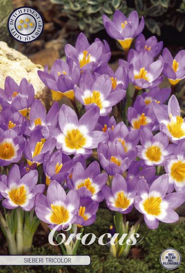 Bägarkrokus-Crocus Chrysanthus 'Sieberi Tricolor' 20-pack