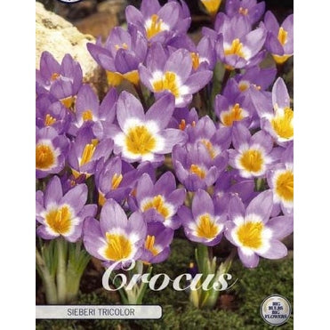 Bägarkrokus-Crocus Chrysanthus &