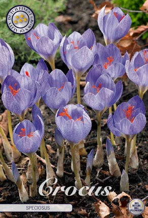 Crocus - Crocus botanical 'Speciosus' 15 kpl