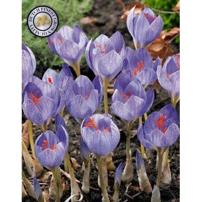 Krokus-Crocus botanical 'Speciosus' 15-pack