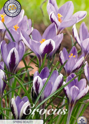 Bägarkrokus-Crocus Chrysanthus 'Spring Beauty' 20-pack