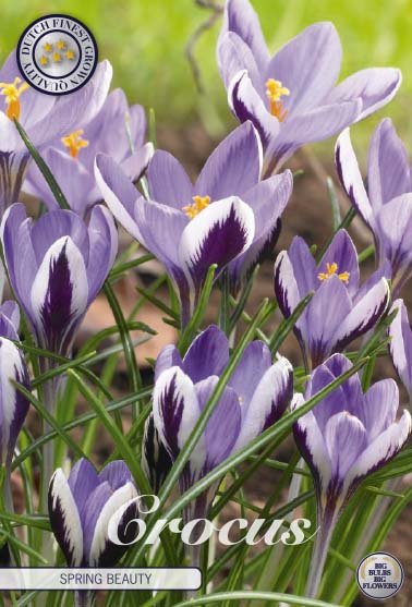 Bägarkrokus-Crocus Chrysanthus 'Spring Beauty' 20-pack