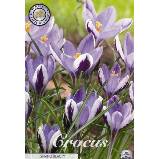 Bägarkrokus-Crocus Chrysanthus 'Spring Beauty' 20-pack