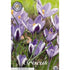 Bägarkrokus-Crocus Chrysanthus &