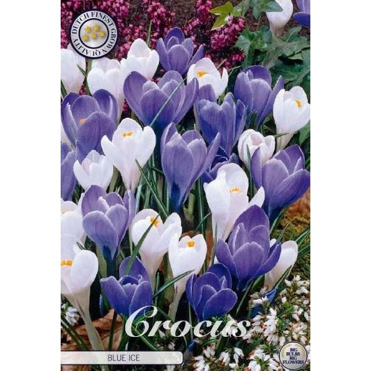 Vårkrokus-Crocus Vernus 'Blue Ice' 10-pack