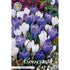 Vårkrokus-Crocus Vernus &