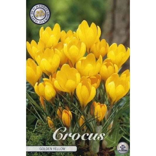 Gullkrokus-Crocus flavus 'Golden Yellow' 10-pack