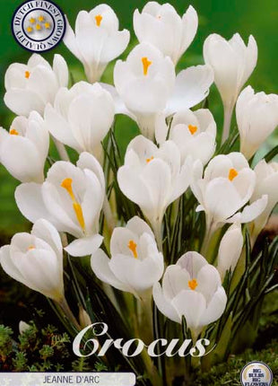 Spring Crocus-Crocus Vernus 'Jeanne D´Arc' 10 kpl