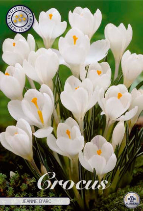 Vårkrokus-Crocus Vernus 'Jeanne D´Arc' 10-pack