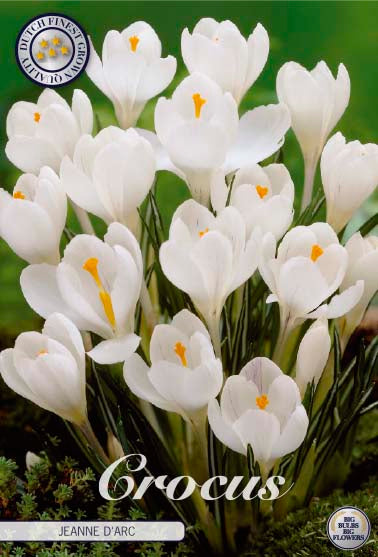 Spring Crocus-Crocus Vernus 'Jeanne D´Arc' 10 kpl