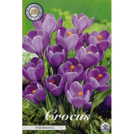 Vårkrokus-Crocus Vernus 'Remembrance' 10-pack