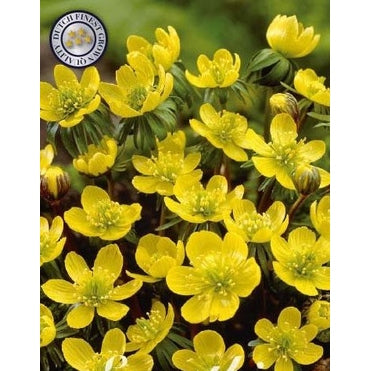 Vintergäck-Eranthis Hyemalis 10-pack