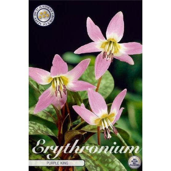 Hundtandslilja Purple King 1-pack