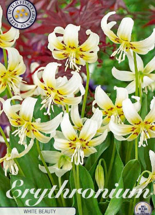 Dogtooth lily-Erythronium 'White Beauty' 1 kpl