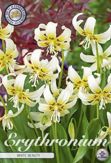 Dogtooth lily-Erythronium 'White Beauty' 1 kpl