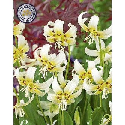 Hundtandslilja-Erythronium 'White Beauty' 1-pack