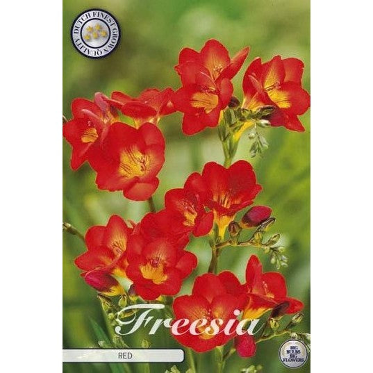 Freesia 'Red' 15-pack