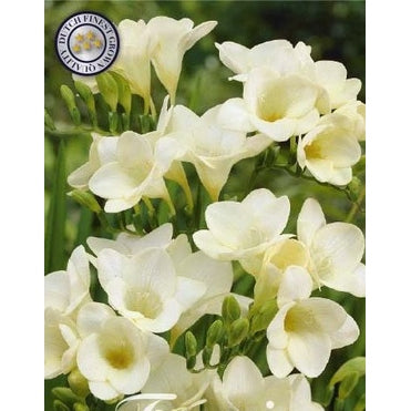 Freesia 'White' 15-pack