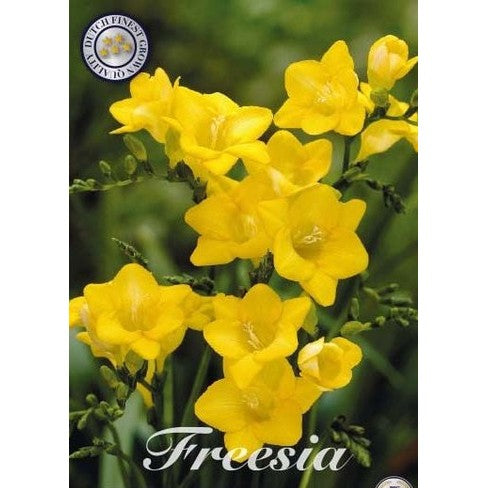 Freesia 'Yellow' 15-pack