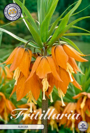 Keisarillinen kruunu-Fritillaria imperialis 'Aurora' 1 kpl