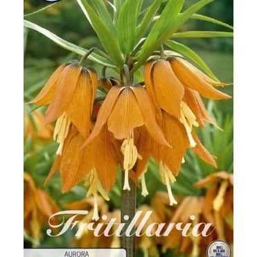 Kejsarkrona-Fritillaria imperialis 'Aurora' 1-pack