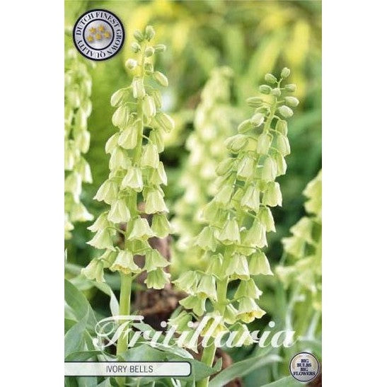 Klocklilja-Fritillaria persica 'Ivory Bells' 1-pack