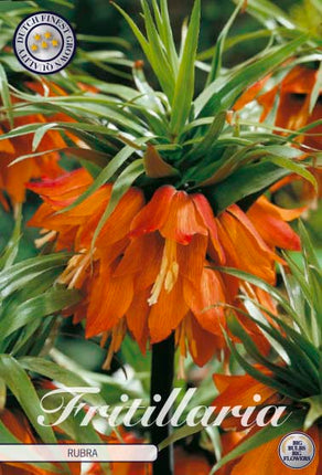 Kejsarkrona-Fritillaria imperialis 'Rubra' 1-pack