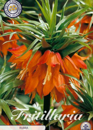 Kejserkrone-Fritillaria imperialis 'Rubra' 1-pak