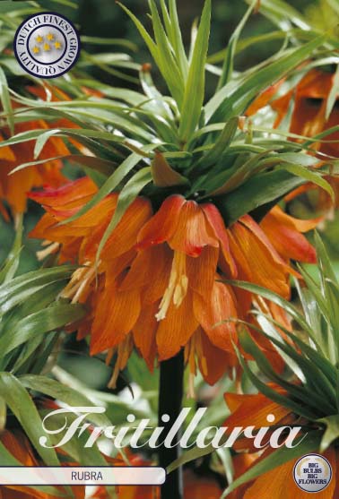 Kejserkrone-Fritillaria imperialis 'Rubra' 1-pak