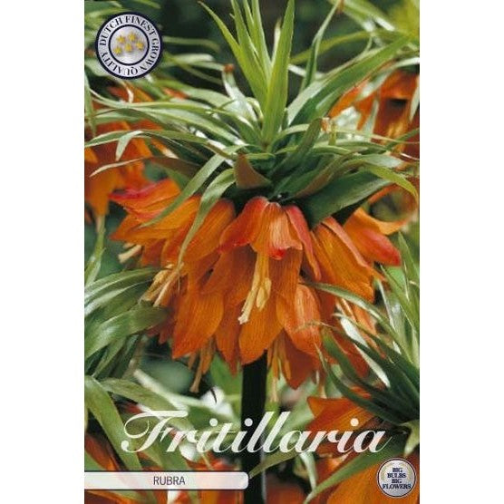 Kejsarkrona-Fritillaria imperialis 'Rubra' 1-pack