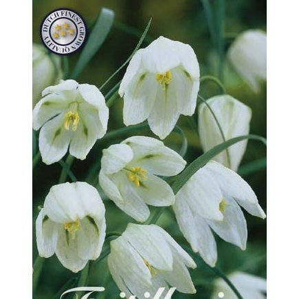 Kungsängslilja-Fritillaria Meleagris 'Alba' 10-pack