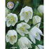 Kungsängslilja-Fritillaria Meleagris &
