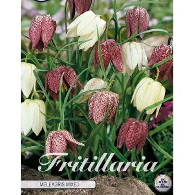 Kungsängslilja-Fritillaria meleagris 'Meleagris Mixed' 15-pack