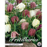 Kungsängslilja-Fritillaria meleagris &
