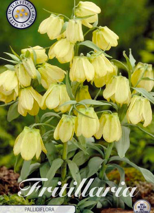 Pale Bell Lily-Fritillaria Pallidiflora 'Pallidiflora' 2-pak