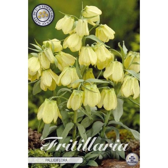 Blek klocklilja-Fritillaria Pallidiflora 'Pallidiflora' 2-pack
