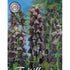 Klocklilja-Fritillaria persica &