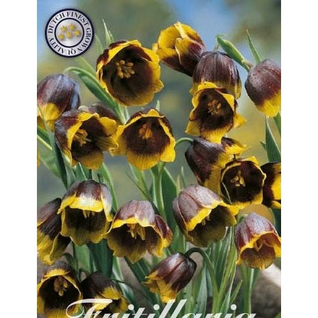 Grå klocklilja-Fritillaria Uva vulpis 'Uva Vulpis' 10-pack