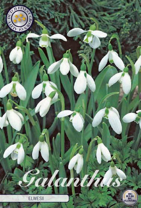 Turkisk snödroppe-Galanthus Elwesii 10-pack