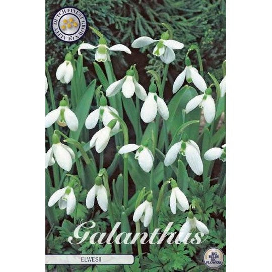 Turkisk snödroppe-Galanthus Elwesii 10-pack