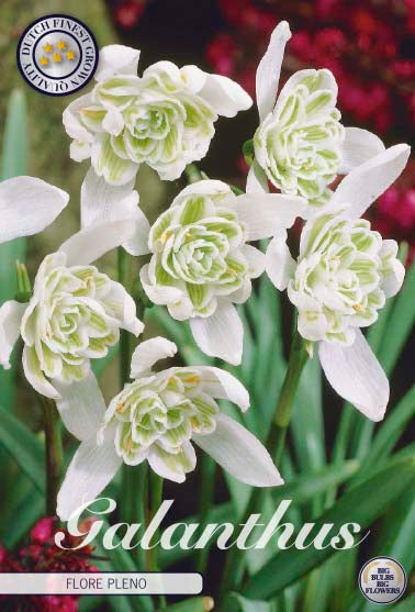 Snödroppe-Galanthus Nivalis 'Flore Pleno' 7-pack