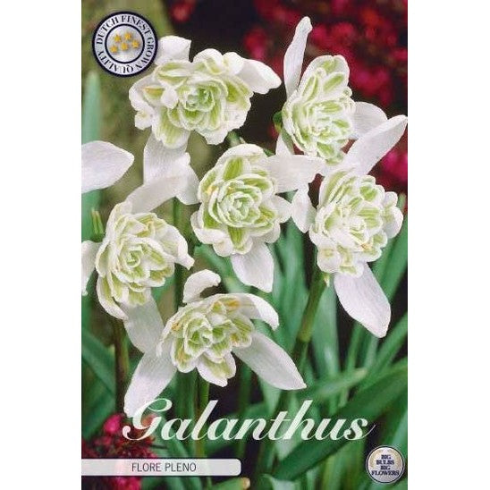 Snödroppe-Galanthus Nivalis 'Flore Pleno' 7-pack