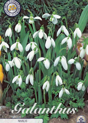 Lumikello-Galanthus Nivalis 10 kpl