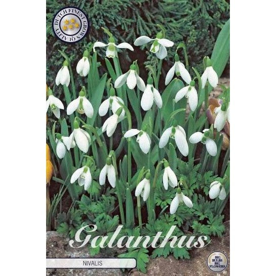 Snödroppe-Galanthus Nivalis 10-pack