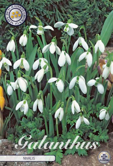 Snödroppe-Galanthus Nivalis 10-pack